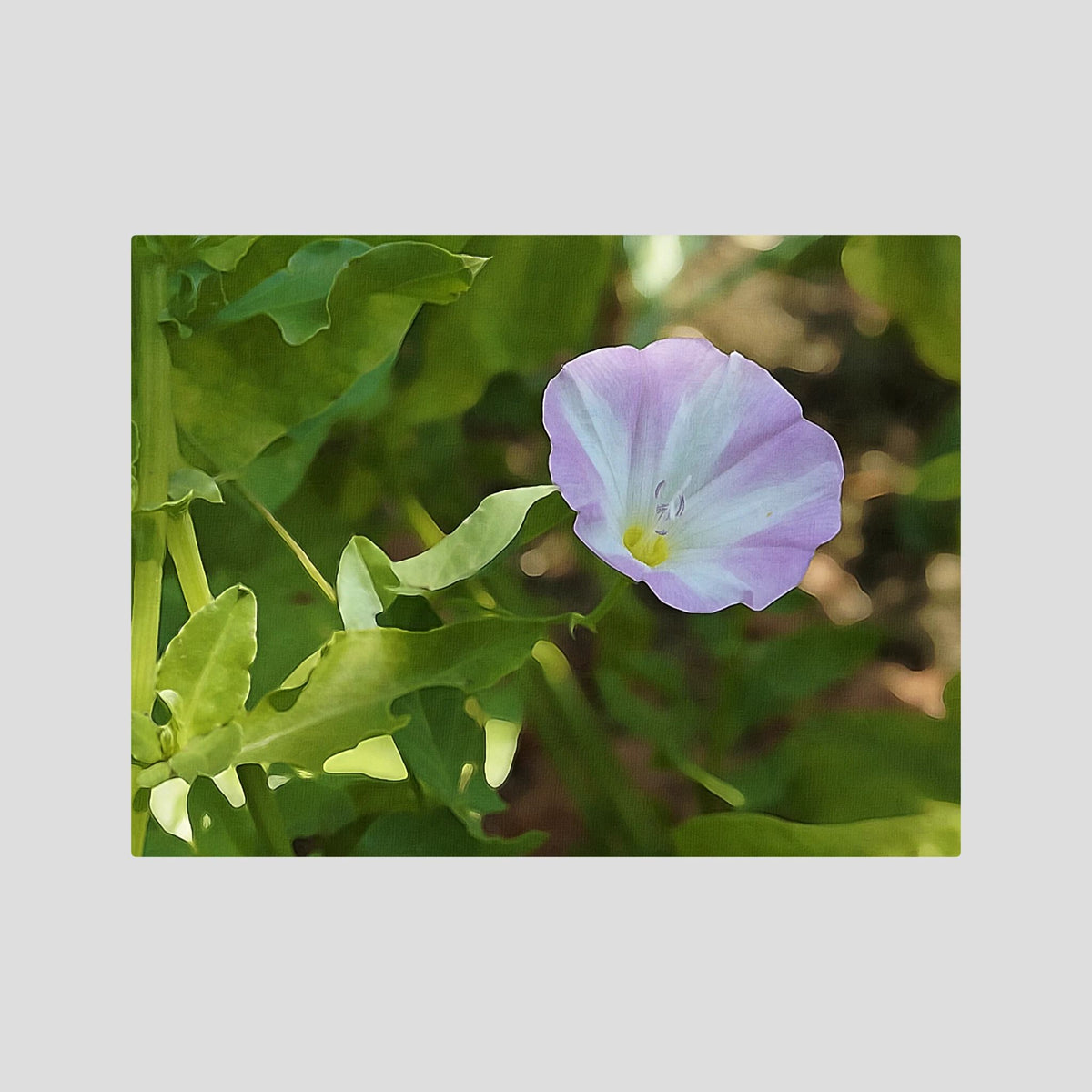 Convolvulus Arvensis