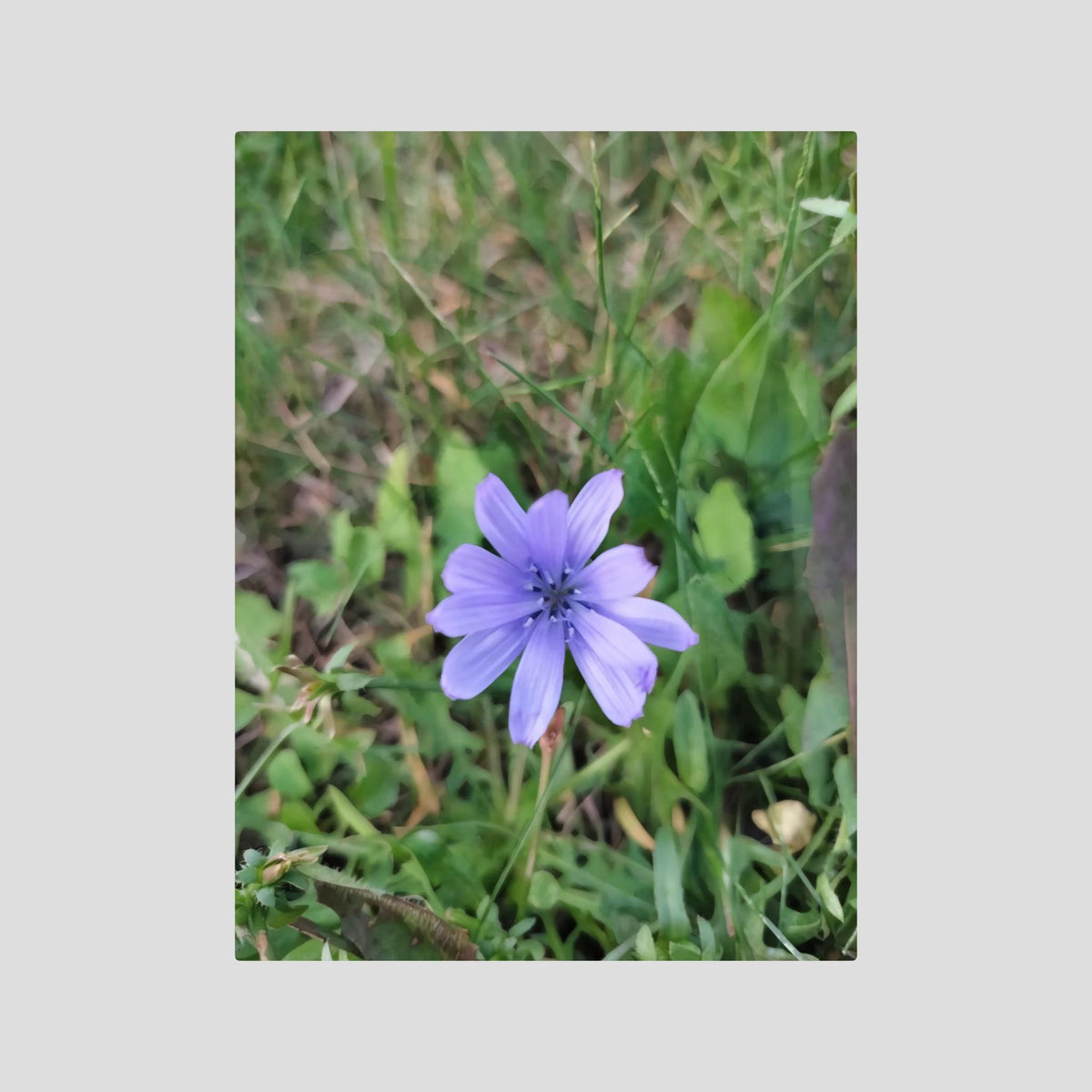 Cicoria (Cichorium intybus)