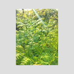 Felce Aquilina (Pteridium Aquilinum)