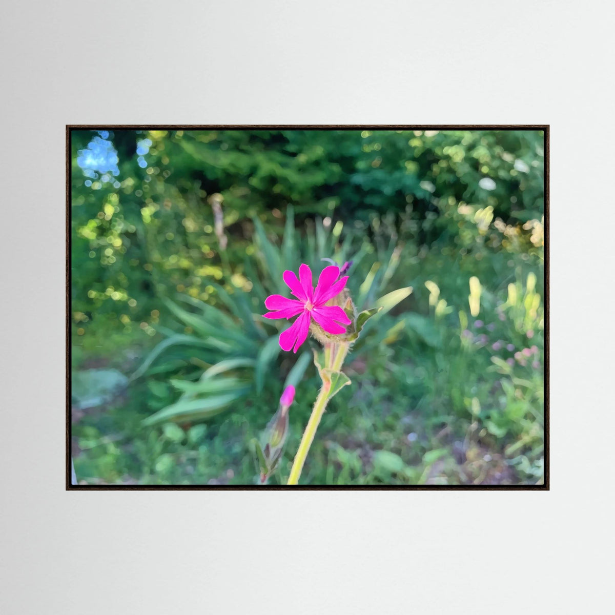 Silene Dioica, Pink in Green
