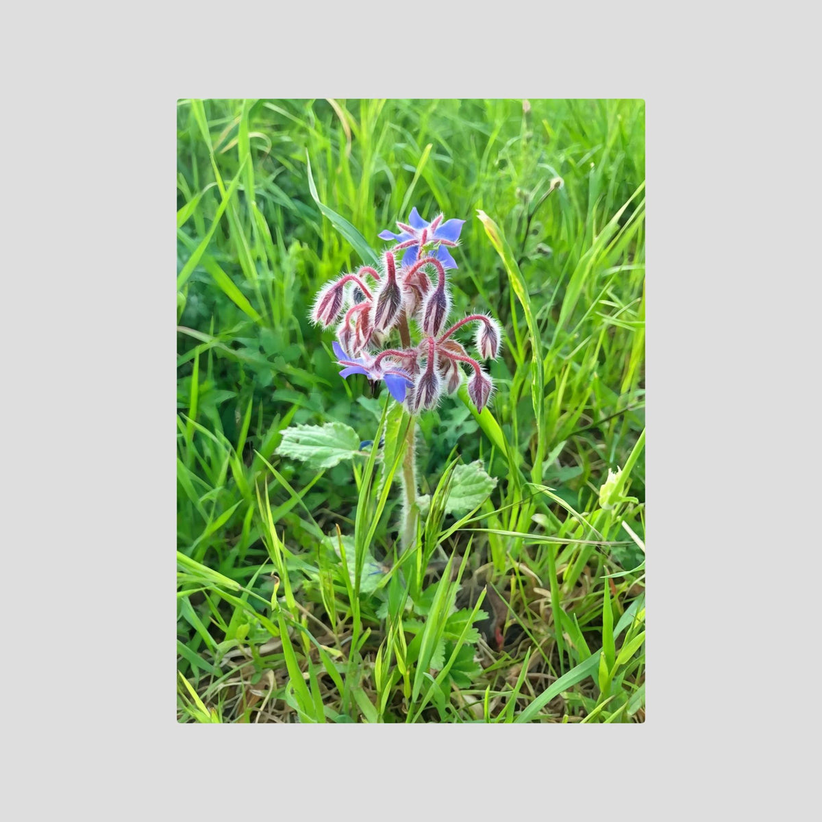 Borragine (Borago officinalis)