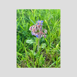 Borragine (Borago officinalis)