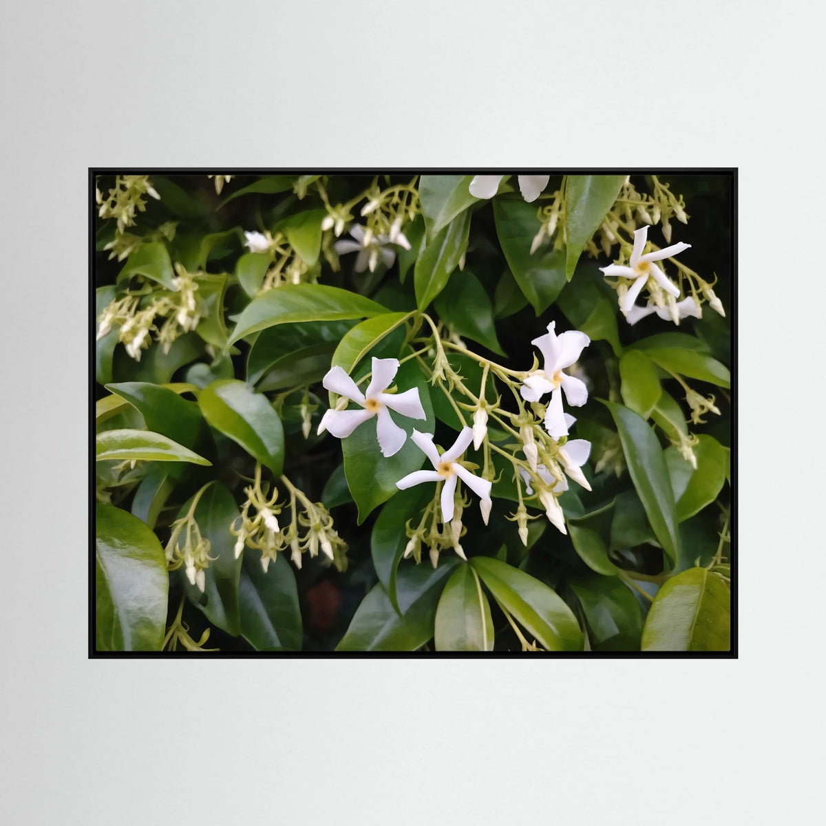 Gelsomino (Jasminum officinale)