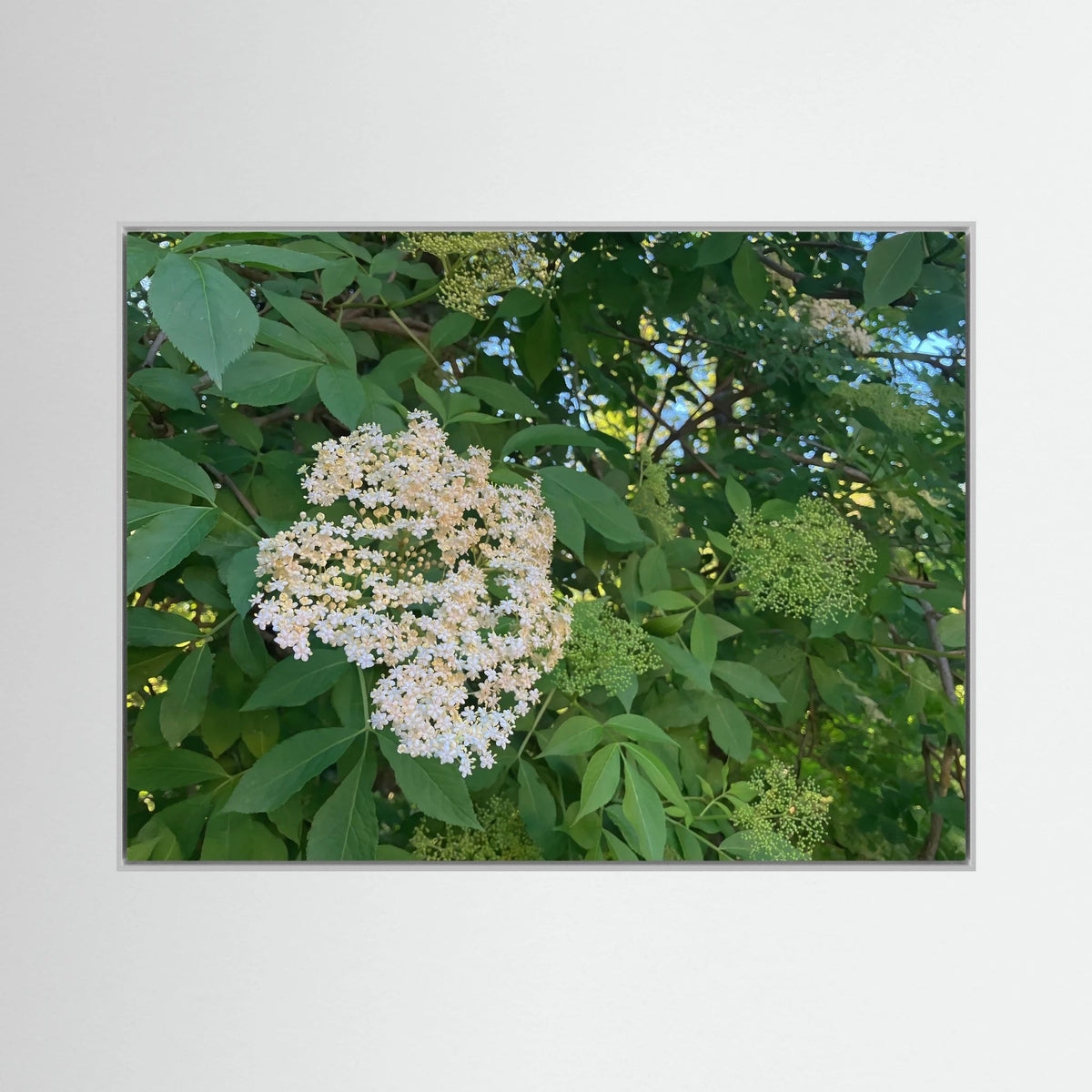 Elderberry (Sambucus)