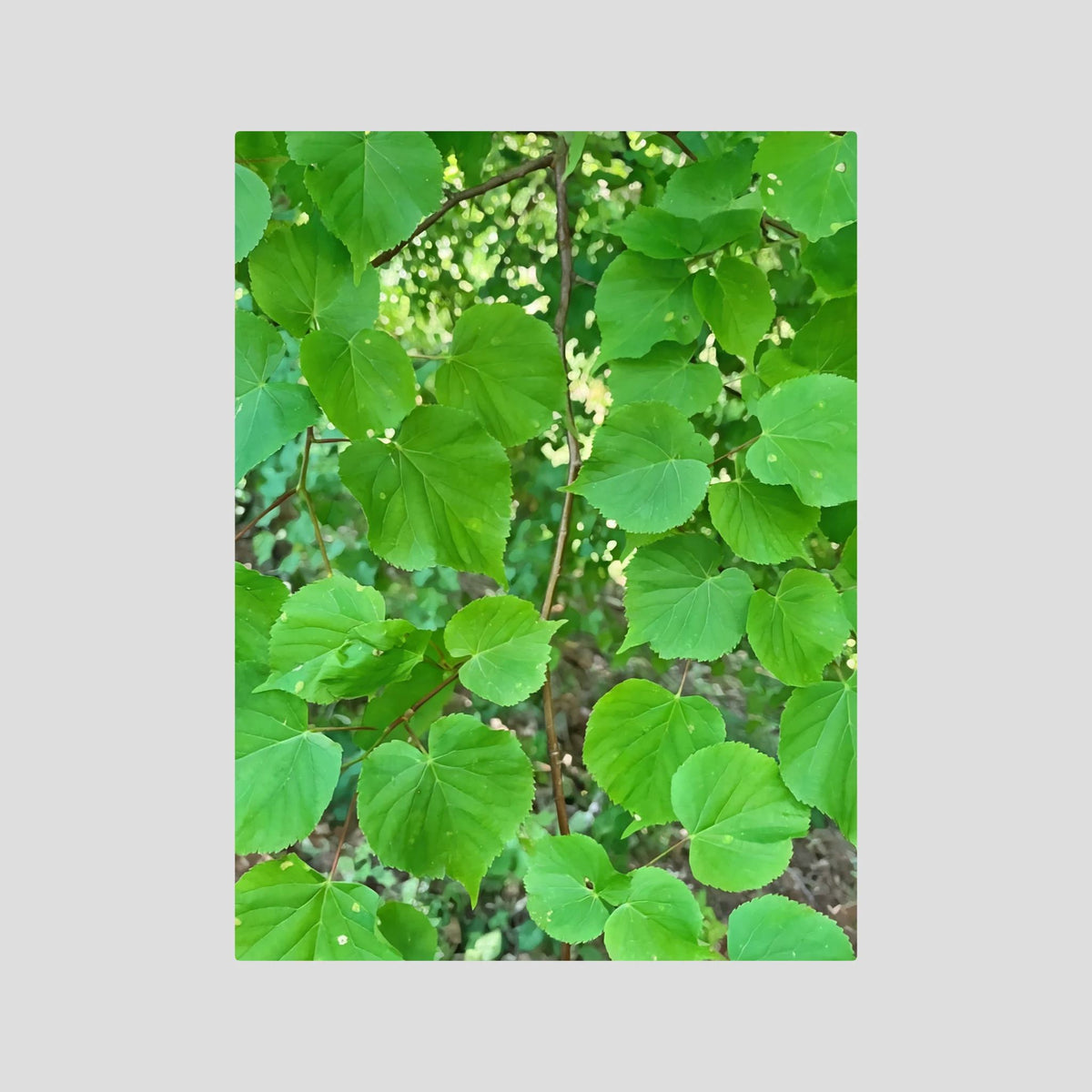 Tilia Tree Leaves