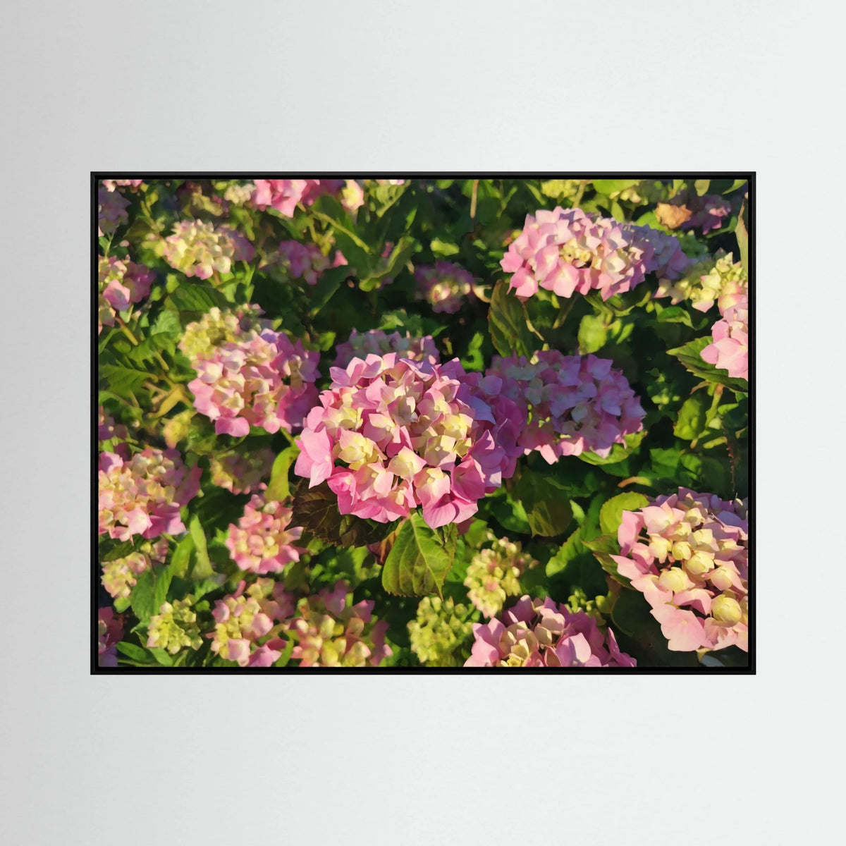 Hydrangea (Pink & Yellow)