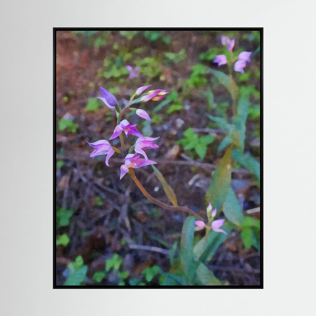 Cephalanthera Rubra