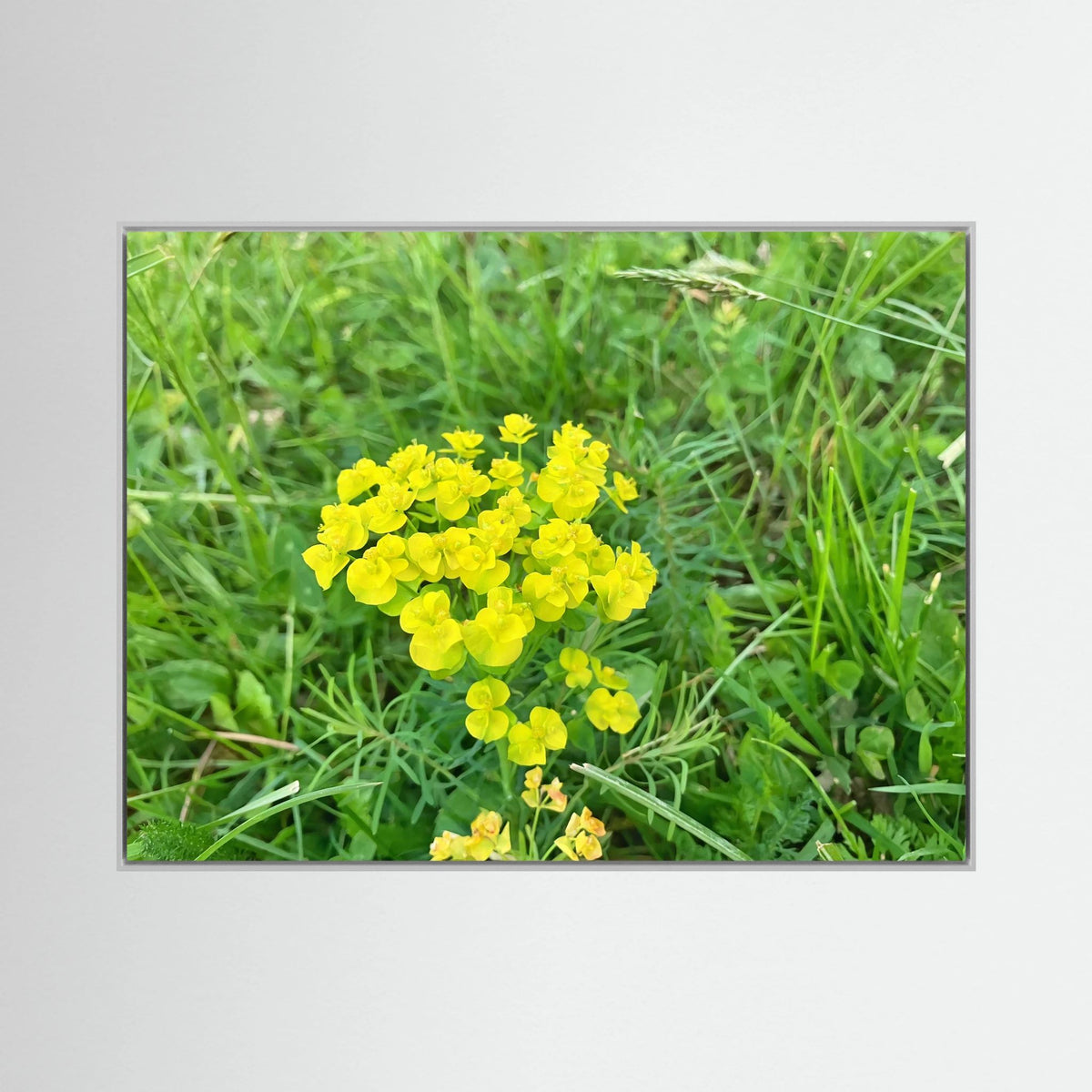 Euphorbia Cyparissias